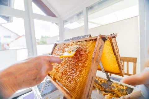 Hand with Capping Scratcher Uncapping Beehive Frame From Beewax to Open the.. Stock Photos