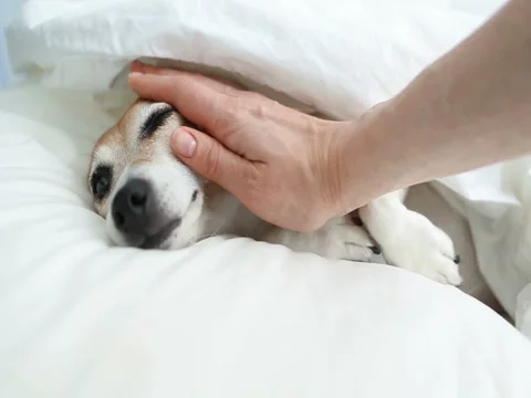 Hand caress cool dog Vídeo Stock 75885067