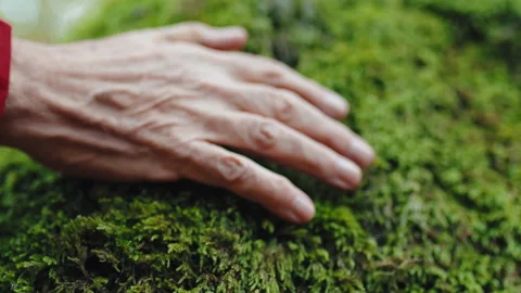 Hand Caresses Moss in autumn Stock Footage 219359137