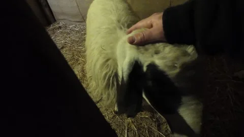 A hand that caresses a sheep 스톡 동영상 296583184