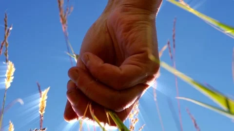 Hand caresses tall long grass in heavenly meadow Vídeos de archivo 201210291