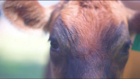 Hand caressing the brown cow Stock Footage 76139923