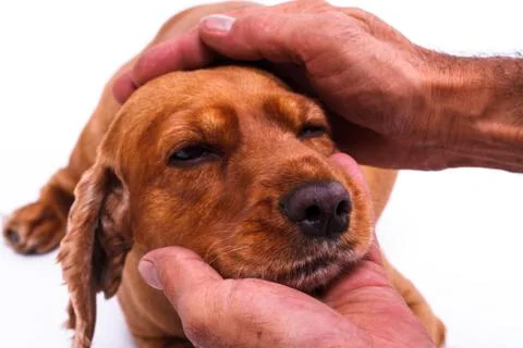 Hand caressing dog head Stock Photos