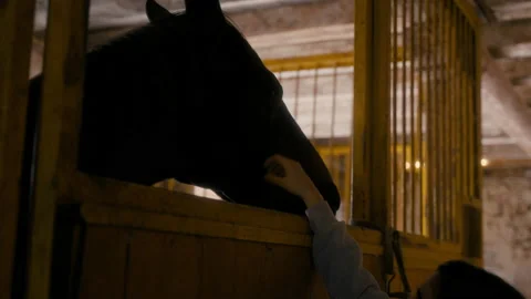Hand caressing horse nose Stock Footage 163471580