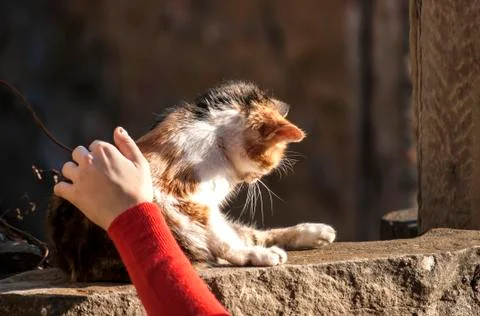 Hand caressing kitten Stock Photos