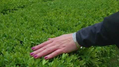 Hand caressing the leaves of a walking flowerbed, San Quirico D'Orcia Stock Footage 111397546