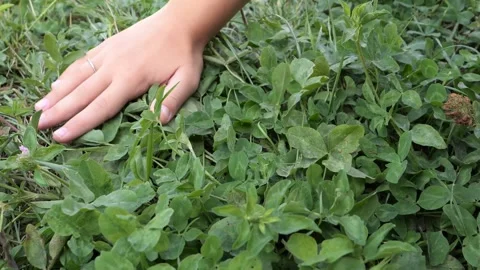 Hand caressing lush green grass in a tranquil outdoor setting Vidéo 301920576
