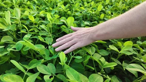 Hand Caressing Sustainable Lush Soybean Field Stock Footage 276095099