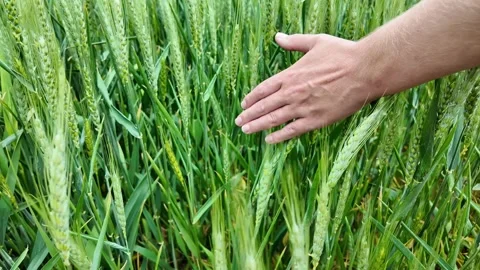 Hand Caressing Wheat, Agriculture and Sustainability Concept Stock Footage 274903852