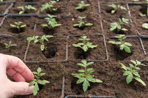 Hand caring for small seedlings in soil cells Stockfoto's