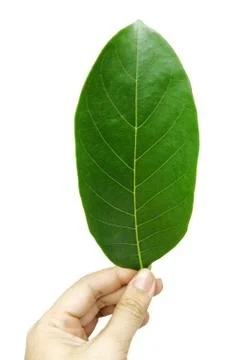 Hand catch beautiful green leaf Stock Photos