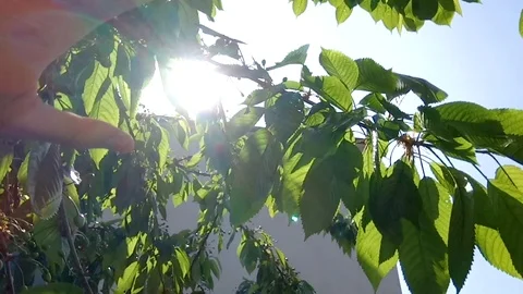 The hand catches the sun Stock Footage 91744036