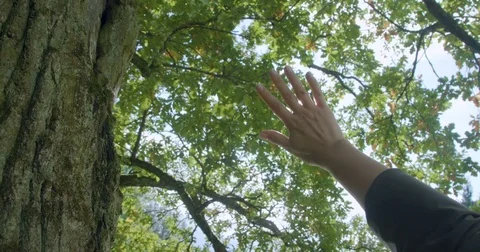 A hand catches sunlight against the foliage of a tree Stock Footage 80367635