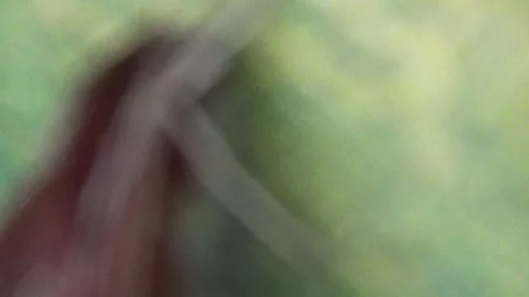 Hand catching a brown butterfly Stock Footage 332651384