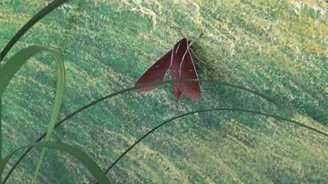 Hand catching a brown butterfly Stock Footage 332651417