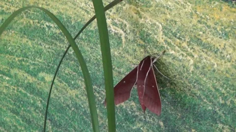 Hand catching a brown butterfly Stock Footage 332651439