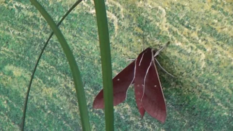 Hand catching a brown butterfly Stock Footage 332651449