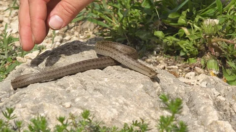 Hand catching a Smooth snake (Coronella austriaca) Stock Footage 111138476