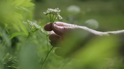 A hand in the center of the frame picking a white flower in a lush green garden Stock Footage 248351754