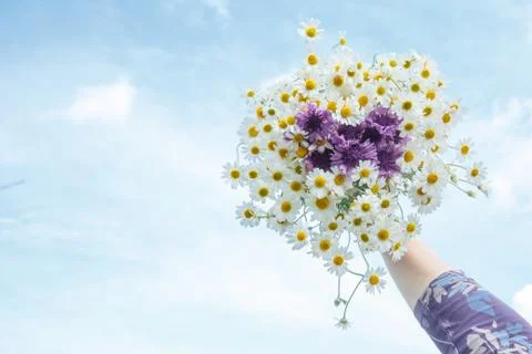 Hand with chamomile and a backdrop of a blue sky. Stock Photos
