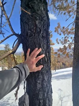 Hand on Charred Pine Tree Stock Photos