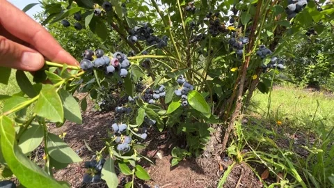 Hand Checking Blueberry Ripeness on Branch Before Picking Stock Footage 340166891