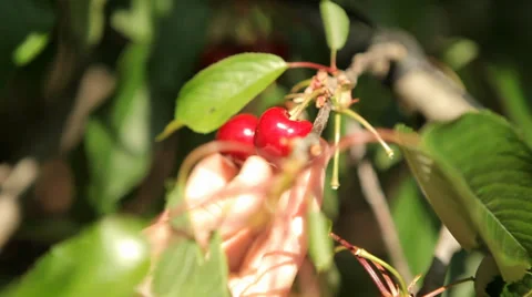 Hand Checking Cherries Stock Footage 38411773