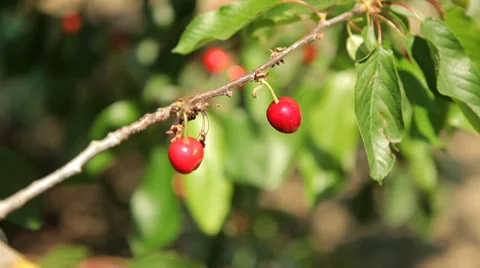 Hand Checking Cherries on Tree Stock Footage 38406862