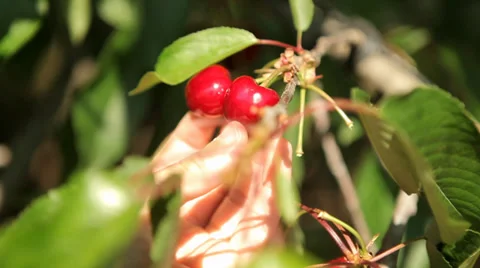 Hand Checking Fresh Fruit in Tree Stock Footage 38411694