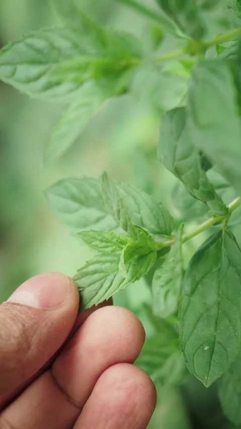 Hand checking fresh green mint plant growth in vegetable garden Stock Footage 346774246