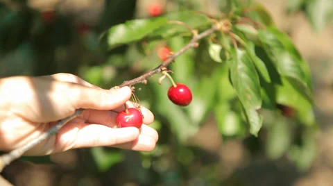 Hand Checking Fruit on Tree Stock Footage 38407973