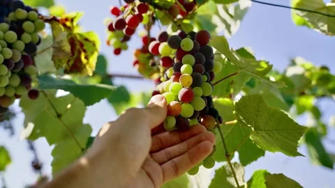 Hand checking grapes hanging from vines in field or vineyard for wine making Stock Footage 308668569