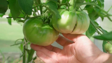Hand checking green tomatoes on a bed in a greenhouse, close-up Stock Footage 314249561