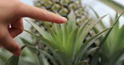 Hand checking the pineapple grow on tree in garden Stock Footage 317216499