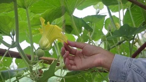 Hand Checking Pumpkin Flower and Developing Fruit on a Healthy Vine Stock Footage 342224807
