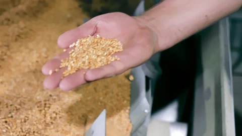 Hand Checking Quality of Wheat Grains at Mill, Close-up of hand feeling Stock Footage 265689919