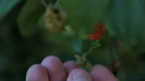 Hand checking raspberry in a field Stock Footage 106202582