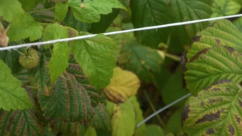 Hand Checking Raspberry Fruit on Plant Before Harvest Stock Footage 345647660