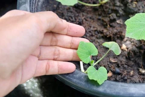 Hand Checking Strong Cucumber Seedling in Nursery Pot Stock Photos