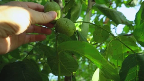 Hand Checking Unripe Green Walnuts Growing on Tree 動画素材 345979620