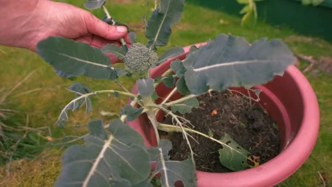 Hand checking Young Broccoli vegetable plant in plant pot Stock Footage 346111590