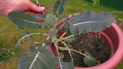 Hand checking Young Broccoli vegetable plant in plant pot Stock Footage 346111624