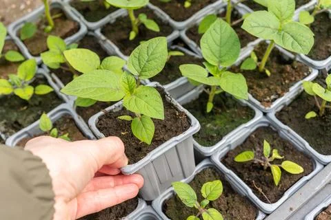 Hand checking young seedlings in nursery tray Stockfoto's