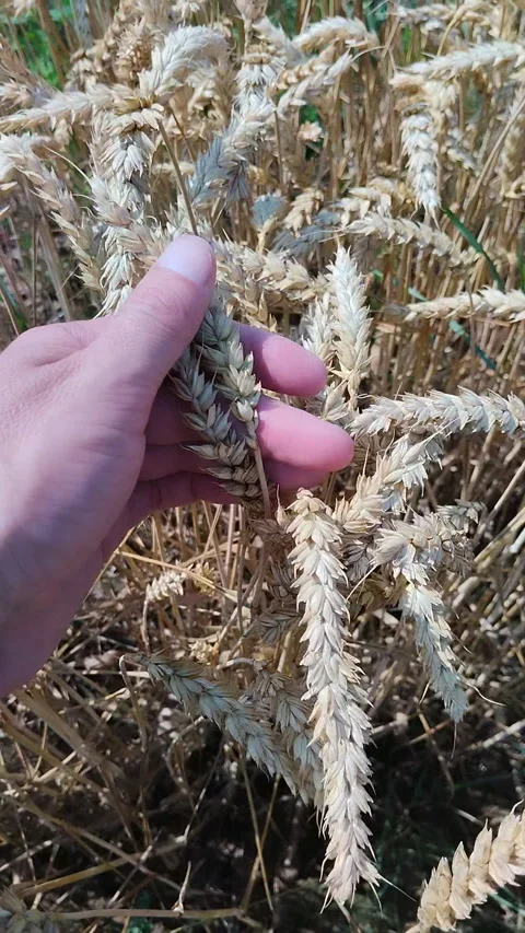 A hand checks the quality of ripe wheat grain in the field Stock Footage 342121333