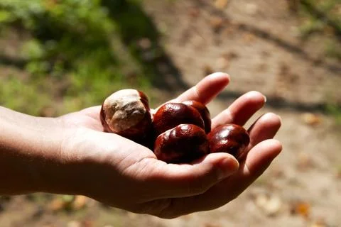 Hand with chestnuts Stock Photos