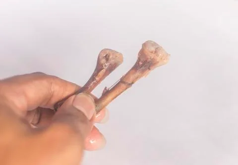Hand with chicken bone Stock Photos