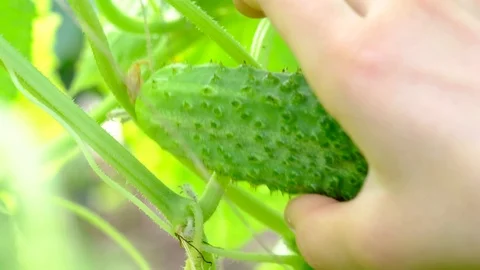 Hand of a child plucks a cucumber Video stock 112783265
