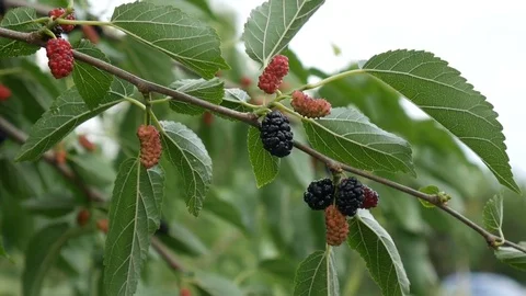 The hand of the child tears the mulberry from the tree. Stock Footage 77996045