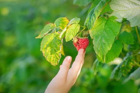 Hand of child touching a raspberry. Stock Photos