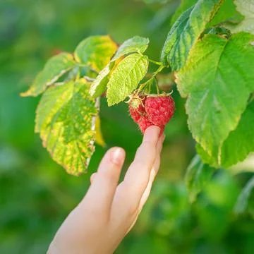 Hand of child touching a raspberry. Stock Photos